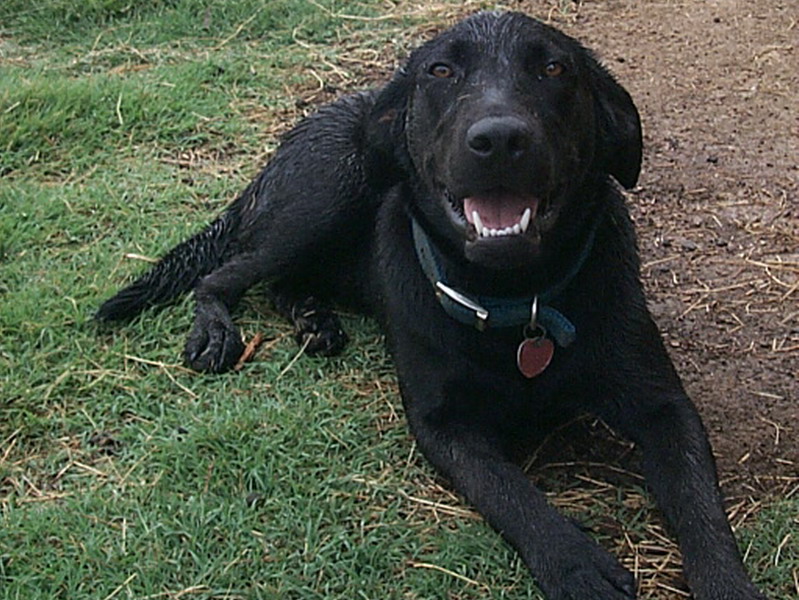 Bernie after a swim Year 2000