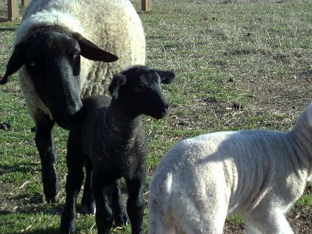 Spring lambs