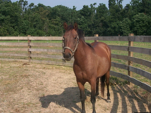 Wild Mustang