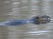 beaver in New York