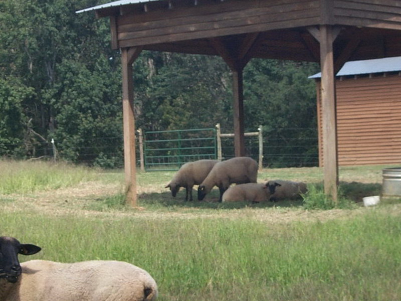 Summer sheep
